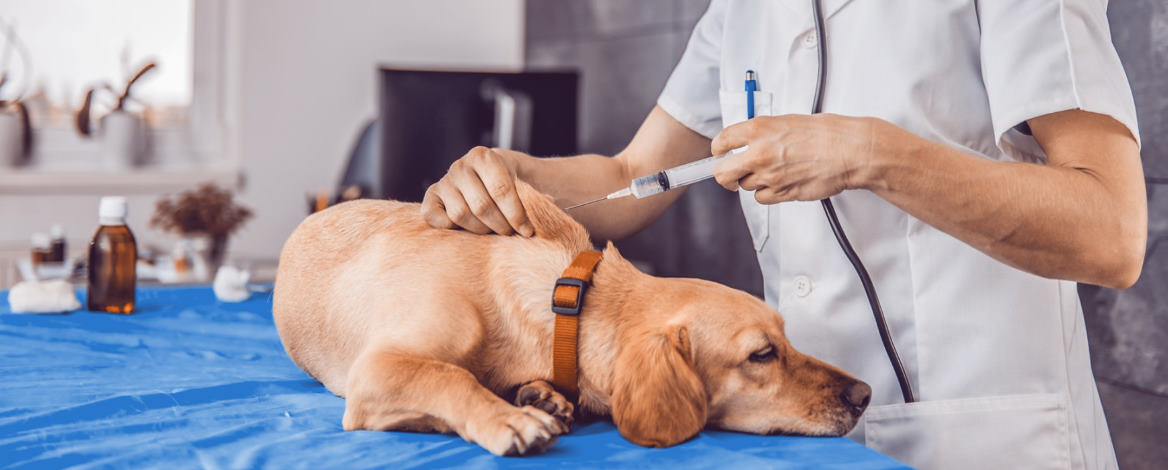 Вакцинация собак или щенков на дому или клинике в Москве - вызов 500₽!