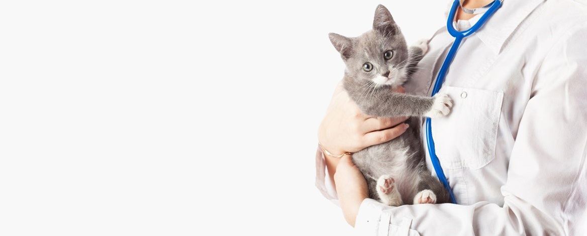 Кастрация кота